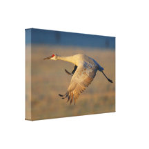 sandhill crane canvas prints
