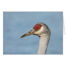 Sandhill Crane Card