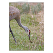 Sandhill Crane Card