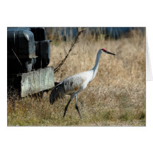 Sandhill Crane Card