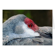 Sandhill Crane Card