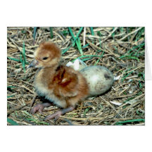 Sandhill Crane Chick Card
