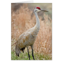Sandhill Crane Greeting Card