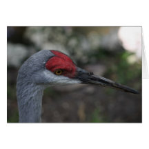 Sandhill Crane Notecard