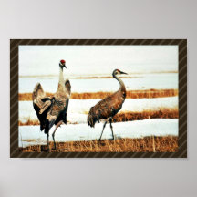 Sandhill Crane Pair Poster