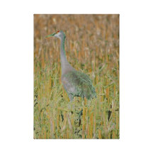 Sandhill Crane Wrapped Canvas Stretched Canvas Print