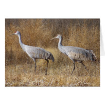 Sandhill Cranes Card