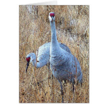 Sandhill Cranes Card