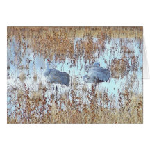 Sandhill Cranes Card