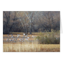 Sandhill Cranes Card