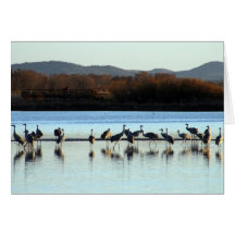 sandhill cranes card