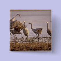 Sandhill Cranes Grus canadensis) Platte buttons