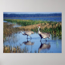 Sandhill Cranes in Wetland Poster