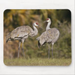 Sandhill Cranes Mouse Mats