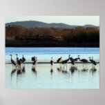 Sandhill Cranes Posters