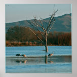 Sandhill Cranes Posters