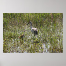 Sandhill Cranes Posters