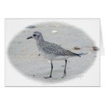 Sandpiper Note Card