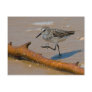 Sandpiper Postcard