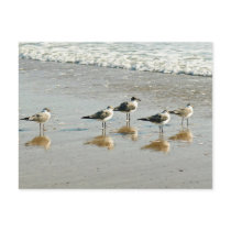 Sandpipers at the ocean's edge post card