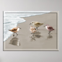 Sandpipers at the Shoreline