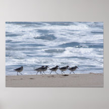 Sandpipers on Beach Posters
