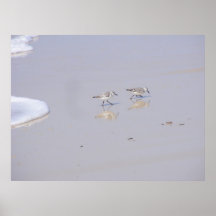 Sandpipers Print