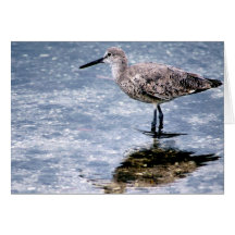 Sandpipper Greeting Cards