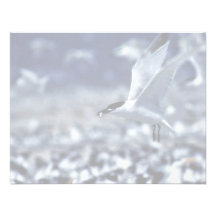 Sandwich Tern Carrying Food Custom Announcement