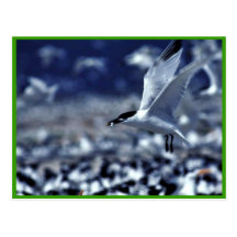 Sandwich Tern Carrying Food Postcards