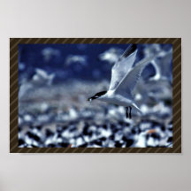 Sandwich Tern Carrying Food Print