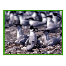 Sandwich Terns Postcard