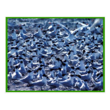 Sandwich Terns Postcard