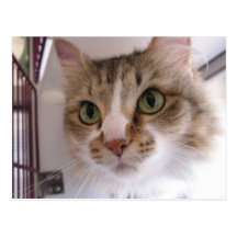 Sandy Post Card