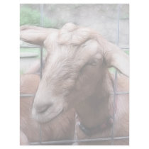 Sandy The Goat At The Gate