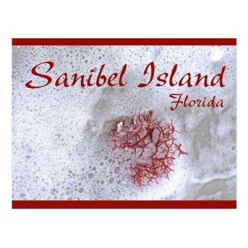 Sanibel Island Red Seaweed Postcard