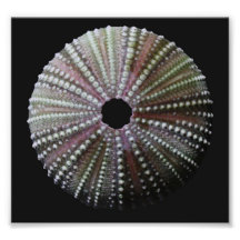 Sanibel Sea Urchin Photo Art