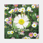 Santa Barbara Daisy Fridge Magnets