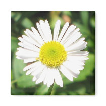 Santa Barbara Daisy Magnets