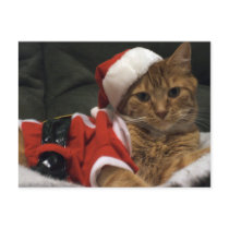 Santa Claws Post Card