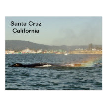 Santa Cruz, CA Humpback Whale Rainbow Postcard