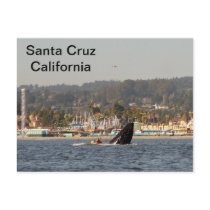 Santa Cruz, California Humpback Whale Postcard