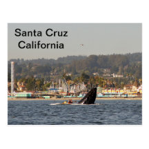 Santa Cruz, California Humpback Whale Postcard