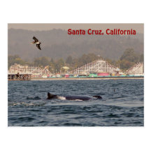 Santa Cruz, California Humpback Whale Postcard