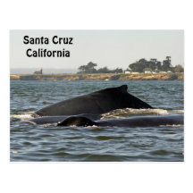 Santa Cruz, California Humpback Whales Postcard