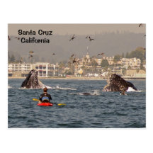 Santa Cruz, California Humpback Whales Postcard