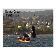 Santa Cruz, California Humpback Whales Postcard