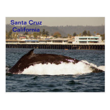 Santa Cruz, carte postale de baleine de bosse de l