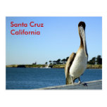 Santa Cruz Pelican Postcard