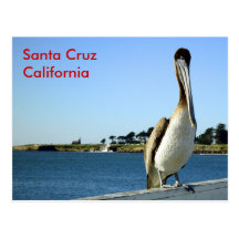 Santa Cruz Pelican Postcard